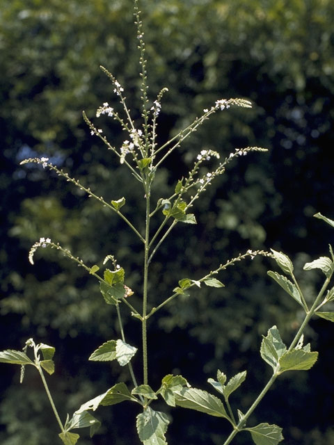 Verbena urticifolia (White vervain) #7567