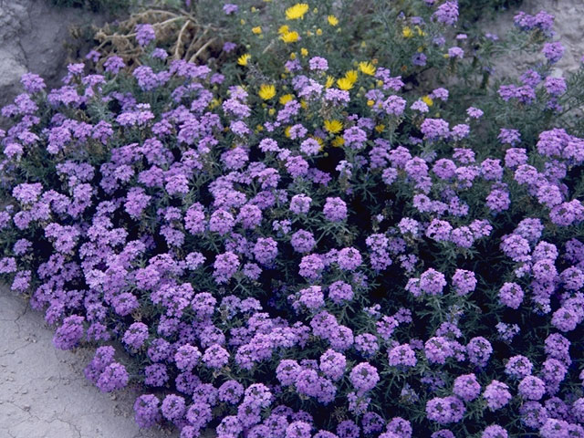 Glandularia bipinnatifida var. ciliata (Davis mountains mock vervain) #7576