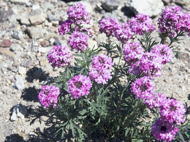 Glandularia bipinnatifida var. ciliata (Davis mountains mock vervain) #7577