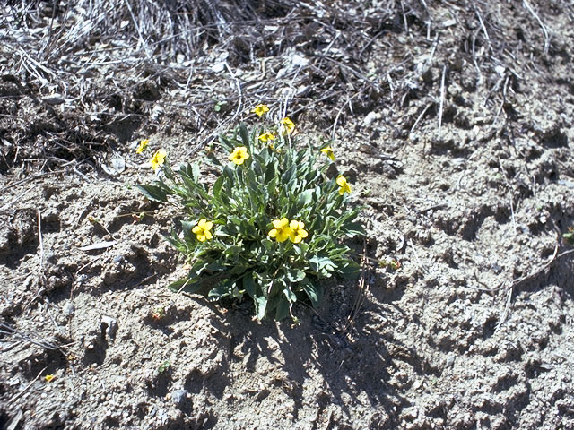 Viola purpurea ssp. quercetorum (Oak woods violet) #7652