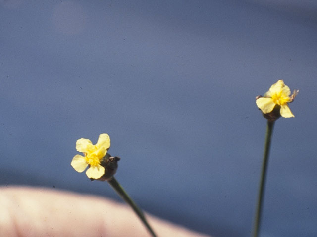 Xyris difformis (Bog yelloweyed grass) #7696