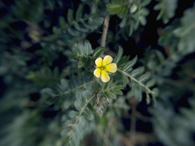 Kallstroemia parviflora (Warty caltrop) #7709