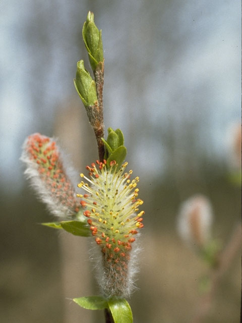 Salix arbusculoides (Littletree willow) #7732