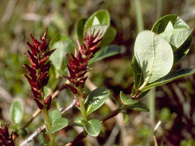 Salix reticulata ssp. reticulata (Netleaf willow) #7742