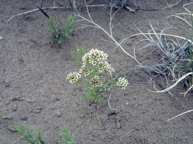 Comandra umbellata ssp. pallida (Pale bastard toadflax) #7745