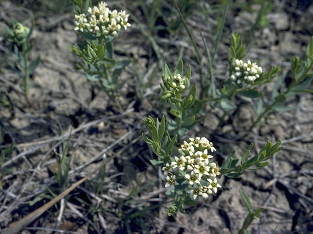 Comandra umbellata ssp. pallida (Pale bastard toadflax) #7746