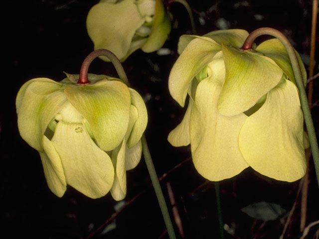 Sarracenia alata (Yellow trumpets) #7776