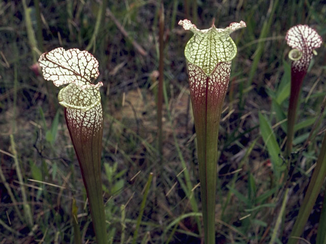 Sarracenia leucophylla (Crimson pitcherplant) #7787