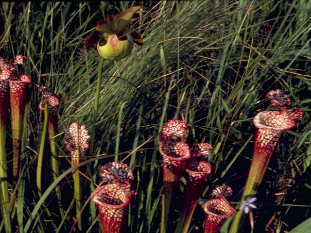 Sarracenia leucophylla (Crimson pitcherplant) #7790