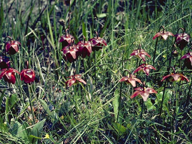 Sarracenia psittacina (Parrot pitcherplant) #7795