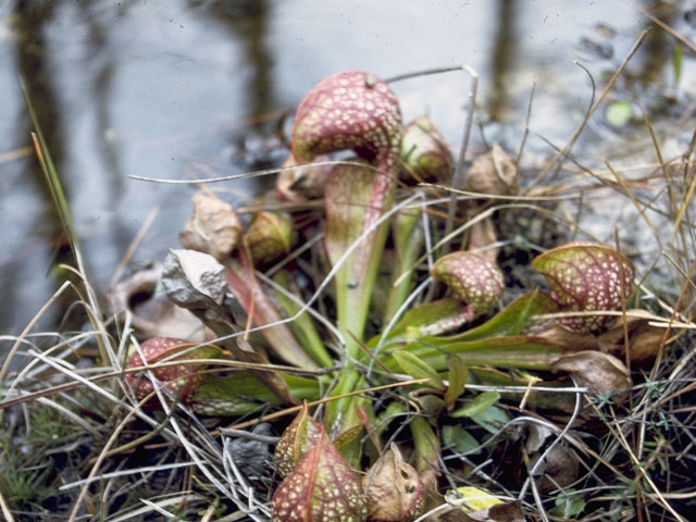 Sarracenia psittacina (Parrot pitcherplant) #7802