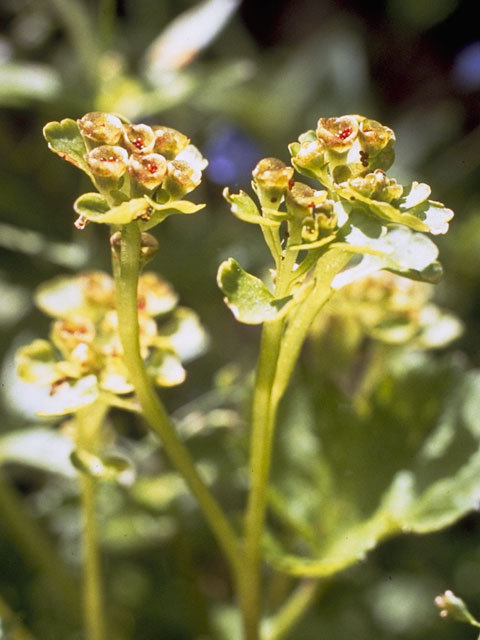 Chrysosplenium tetrandrum (Northern golden saxifrage) #7815