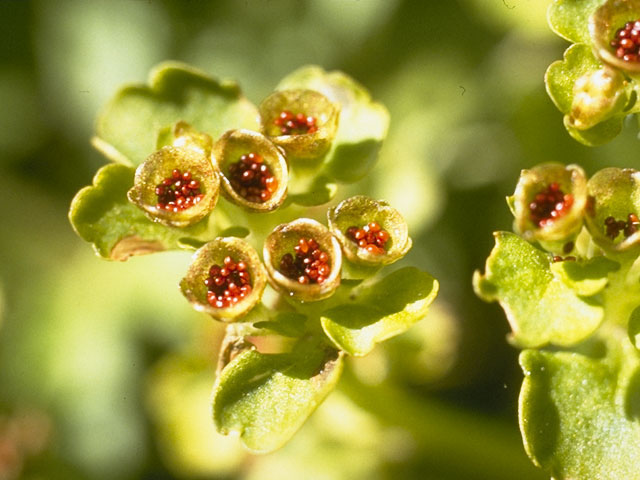 Chrysosplenium tetrandrum (Northern golden saxifrage) #7816