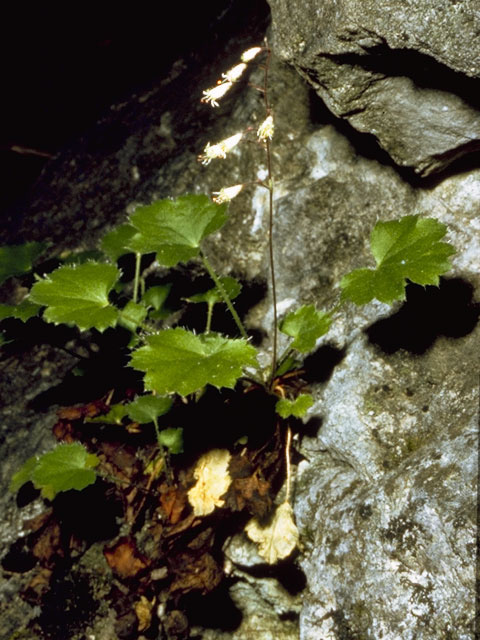 Heuchera rubescens (Pink alumroot) #7831