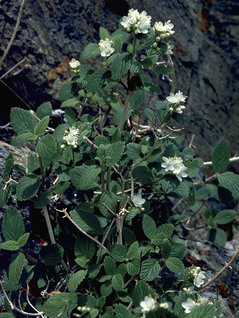 Jamesia americana (Fivepetal cliffbush) #7846