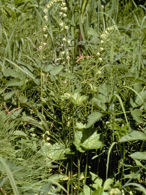 Tellima grandiflora (Bigflower tellima) #7929