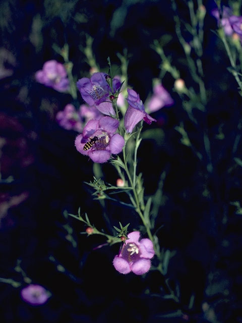 Agalinis fasciculata (Beach false foxglove) #7945