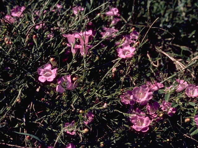 Agalinis purpurea (Purple false foxglove) #7952