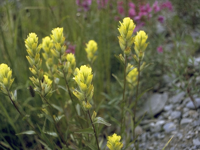 Castilleja unalaschcensis (Alaska indian paintbrush) #7987