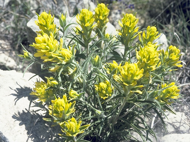 Castilleja purpurea var. citrina (Lemon paintbrush) #7993