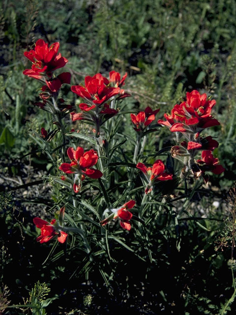 Castilleja rigida (Rigid indian paintbrush) #7998