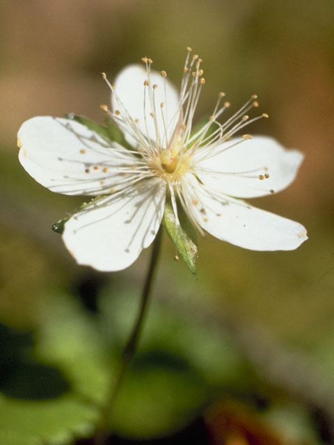 Rubus pedatus (Strawberryleaf raspberry) #8010