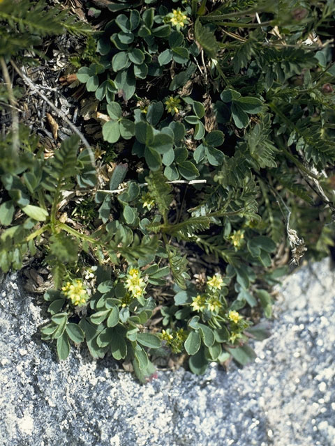 Sibbaldia procumbens (Creeping sibbaldia) #8029