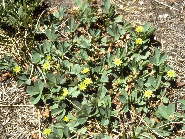 Sibbaldia procumbens (Creeping sibbaldia) #8032