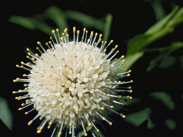 Cephalanthus occidentalis (Common buttonbush) #8067