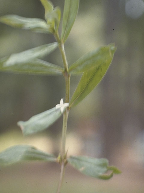 Diodia virginiana (Virginia buttonweed) #8071