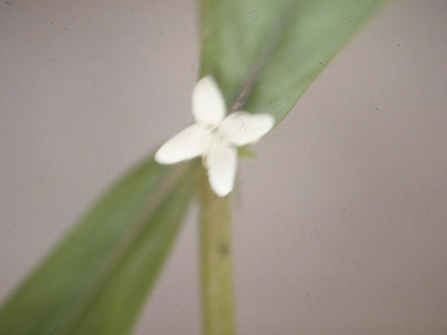 Diodia virginiana (Virginia buttonweed) #8072