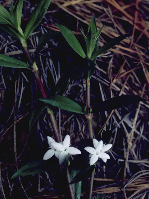 Diodia virginiana (Virginia buttonweed) #8073