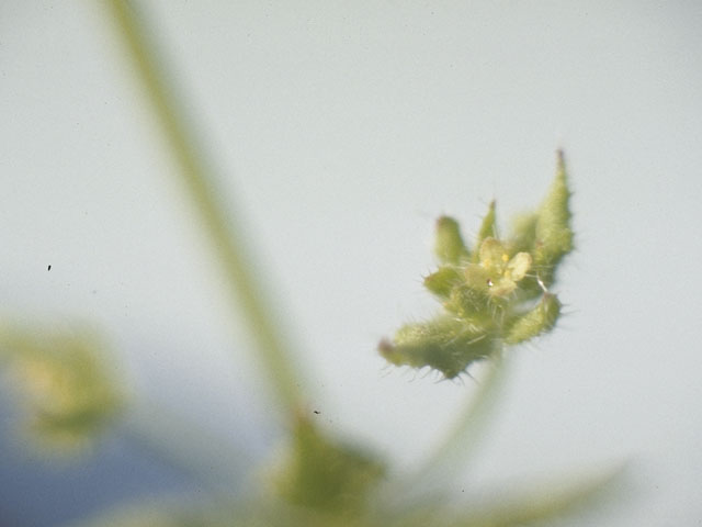 Galium circaezans (Licorice bedstraw) #8079