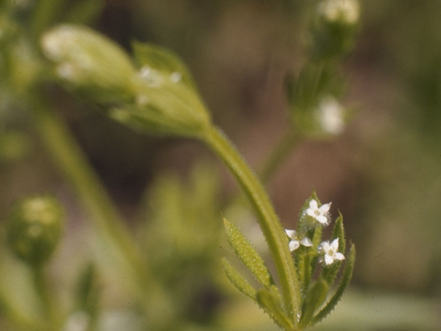 Galium triflorum (Fragrant bedstraw) #8087