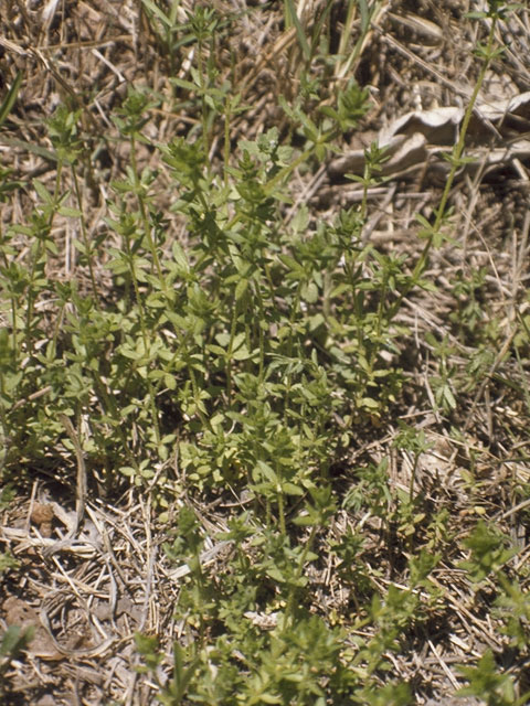 Galium virgatum (Southwestern bedstraw) #8091