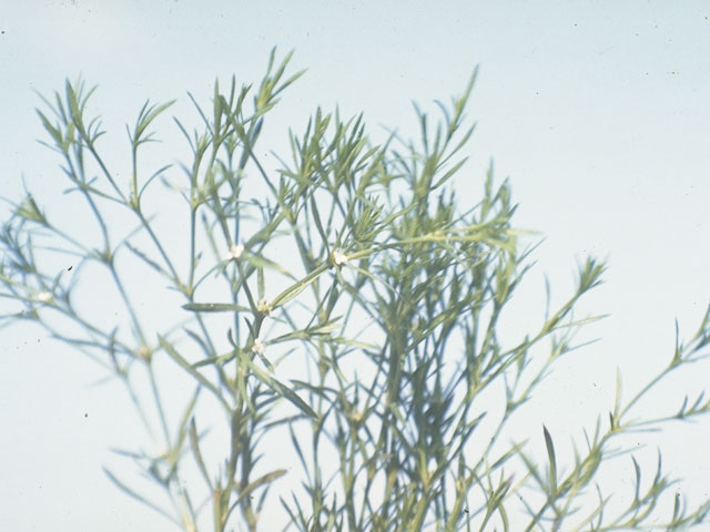 Houstonia humifusa (Matted bluet) #8096