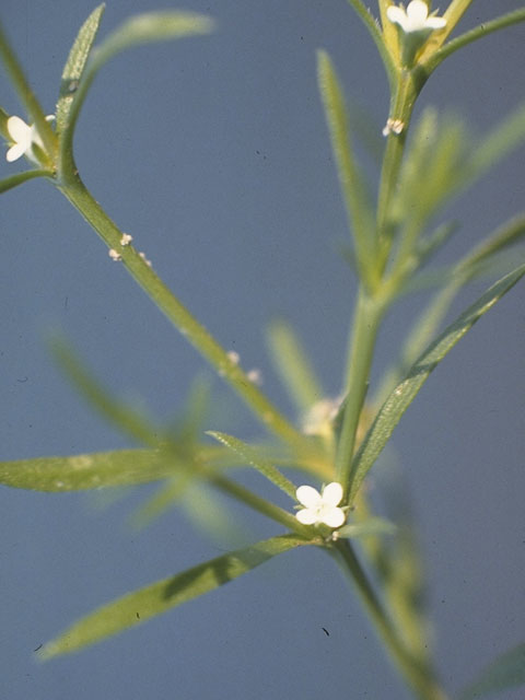 Houstonia humifusa (Matted bluet) #8097