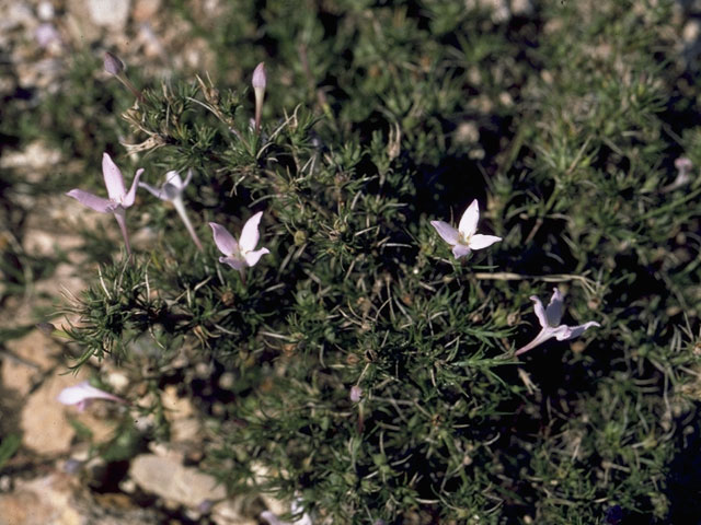 Houstonia humifusa (Matted bluet) #8098