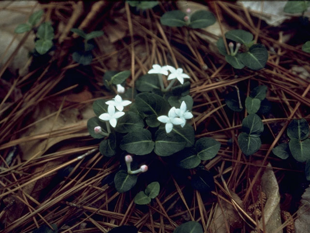 Mitchella repens (Partridgeberry) #8115