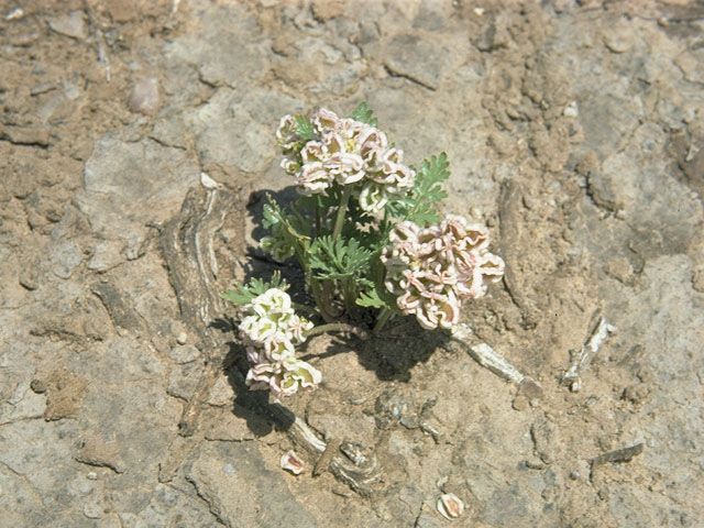 Cymopterus cinerarius (Gray springparsley) #8184