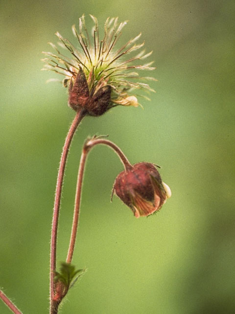 Geum aleppicum (Yellow avens) #8216