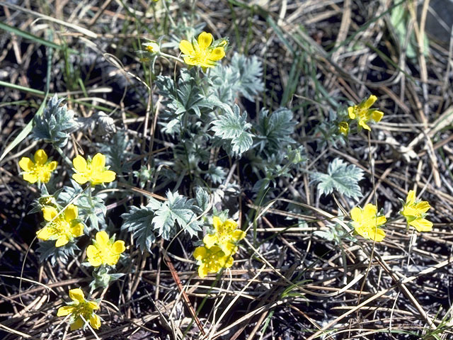 Argentina anserina (Silverweed cinquefoil) #8251