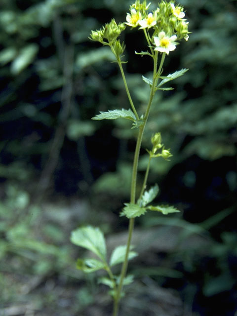 Potentilla arguta (Tall cinquefoil) #8257