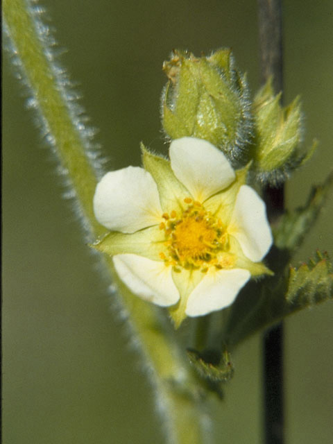 Potentilla arguta (Tall cinquefoil) #8258