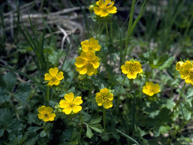 Potentilla canadensis (Dwarf cinquefoil) #8259