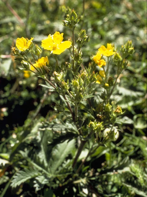 Potentilla gracilis (Slender cinquefoil) #8272