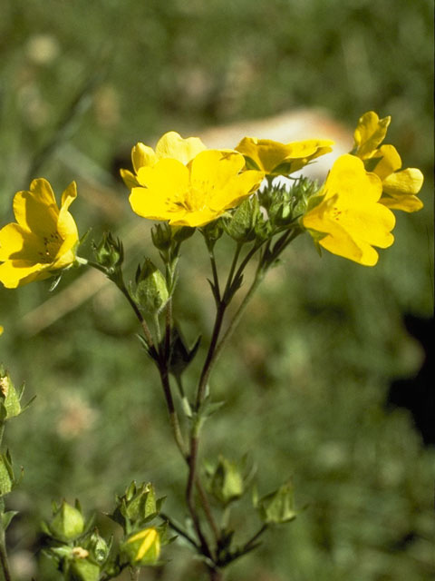 Potentilla gracilis (Slender cinquefoil) #8273