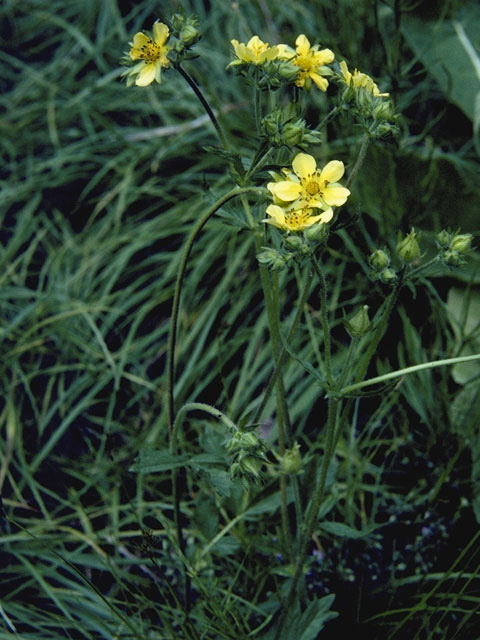 Potentilla norvegica (Norwegian cinquefoil) #8275