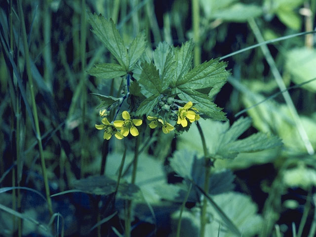 Potentilla norvegica (Norwegian cinquefoil) #8276