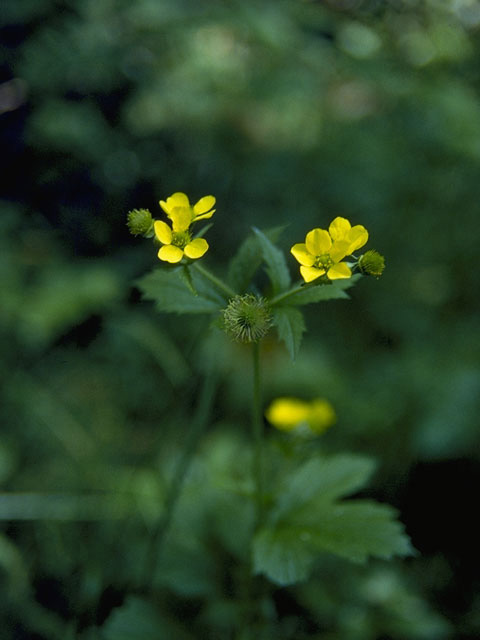 Potentilla norvegica (Norwegian cinquefoil) #8277